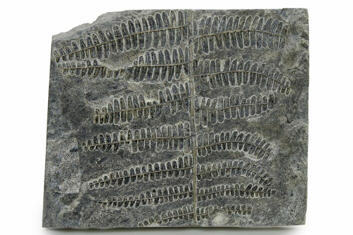 Carboniferous Fossil Fern (Callipteridium) Frond Plate - France #338606